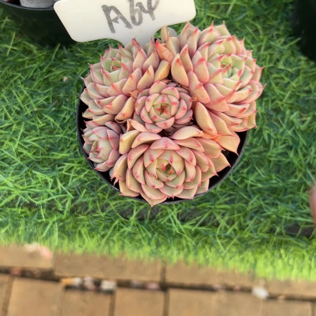 本吧多肉植物保护研究所
