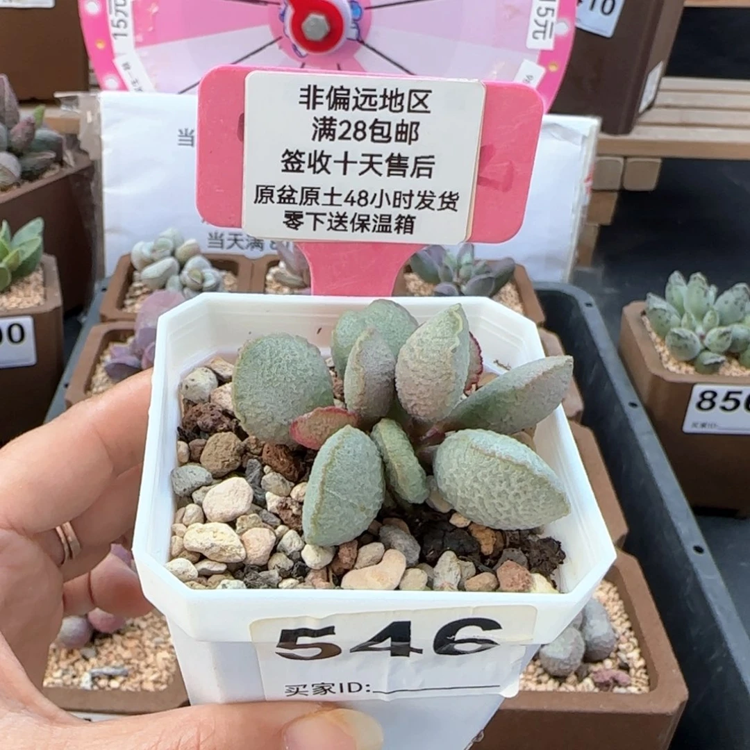 546流萤多肉植物