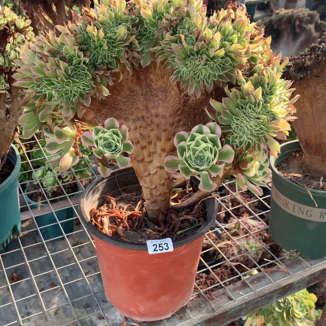 253白凤缀化一颗缀