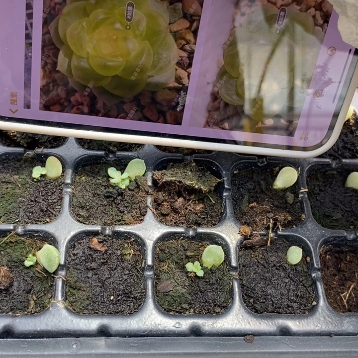 如意芽苗一个多肉量拍