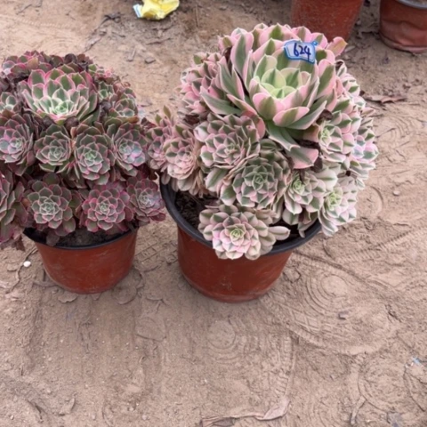 624多肉植物组合，