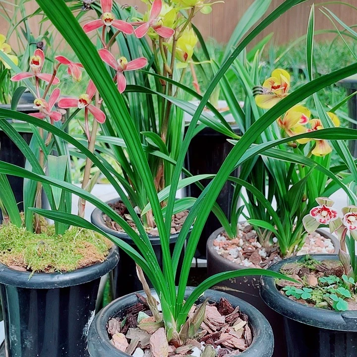 悟***空完全开放一物一漂亮