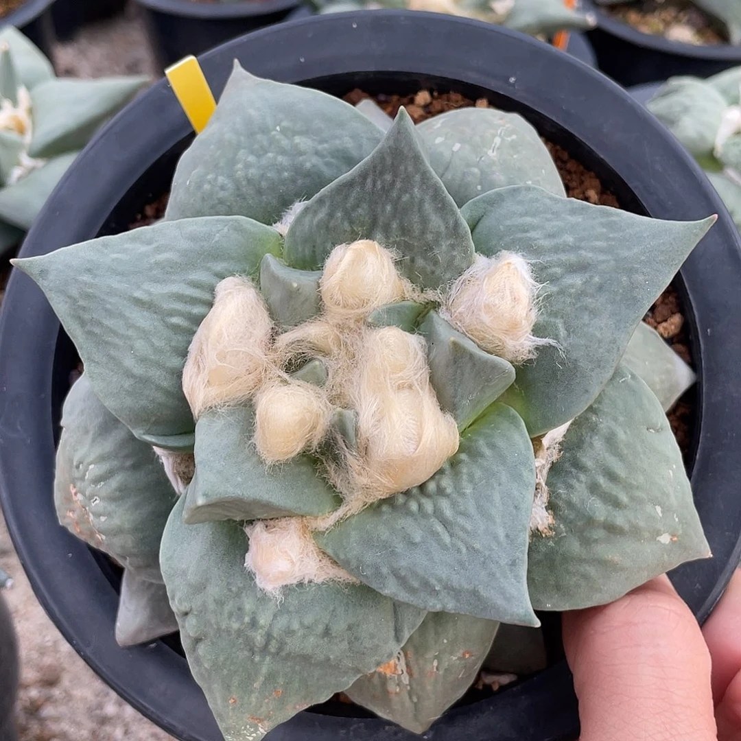 实生蓝白皮宽叶牡丹