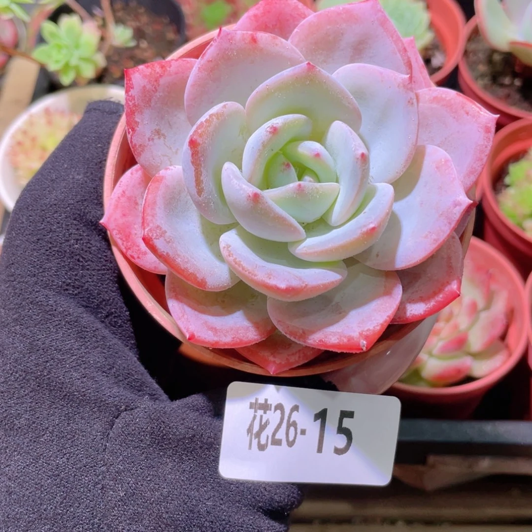 花利美26-15白月梦露