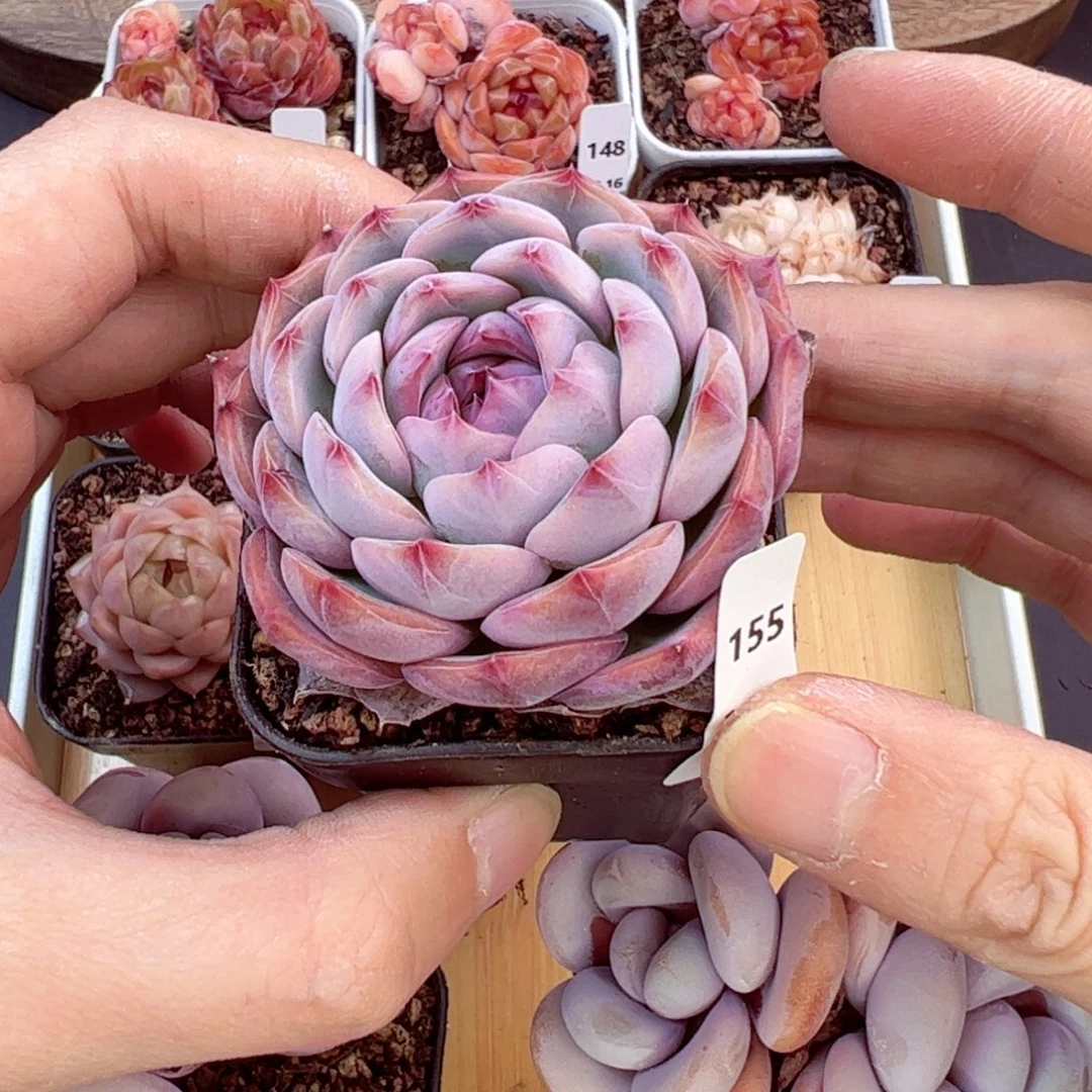 好好看155、哈哈哈哈