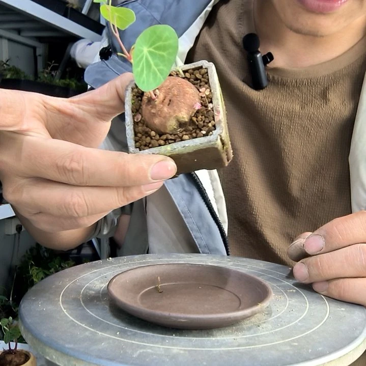 洋****4中青园艺一物一拍216