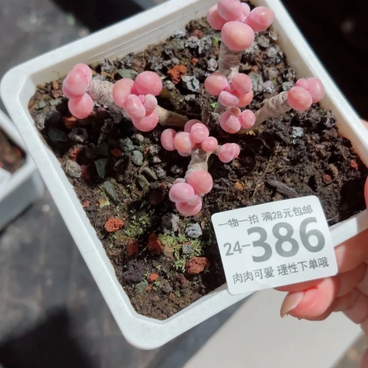 腰子蛋无盆土发货无盆土