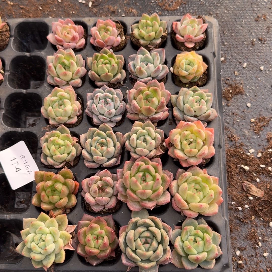 17-4左六厚叶月影咋东云杂交梦露二十四颗带穴盘量拍