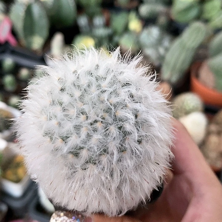 吃****耙花花草草花花草草