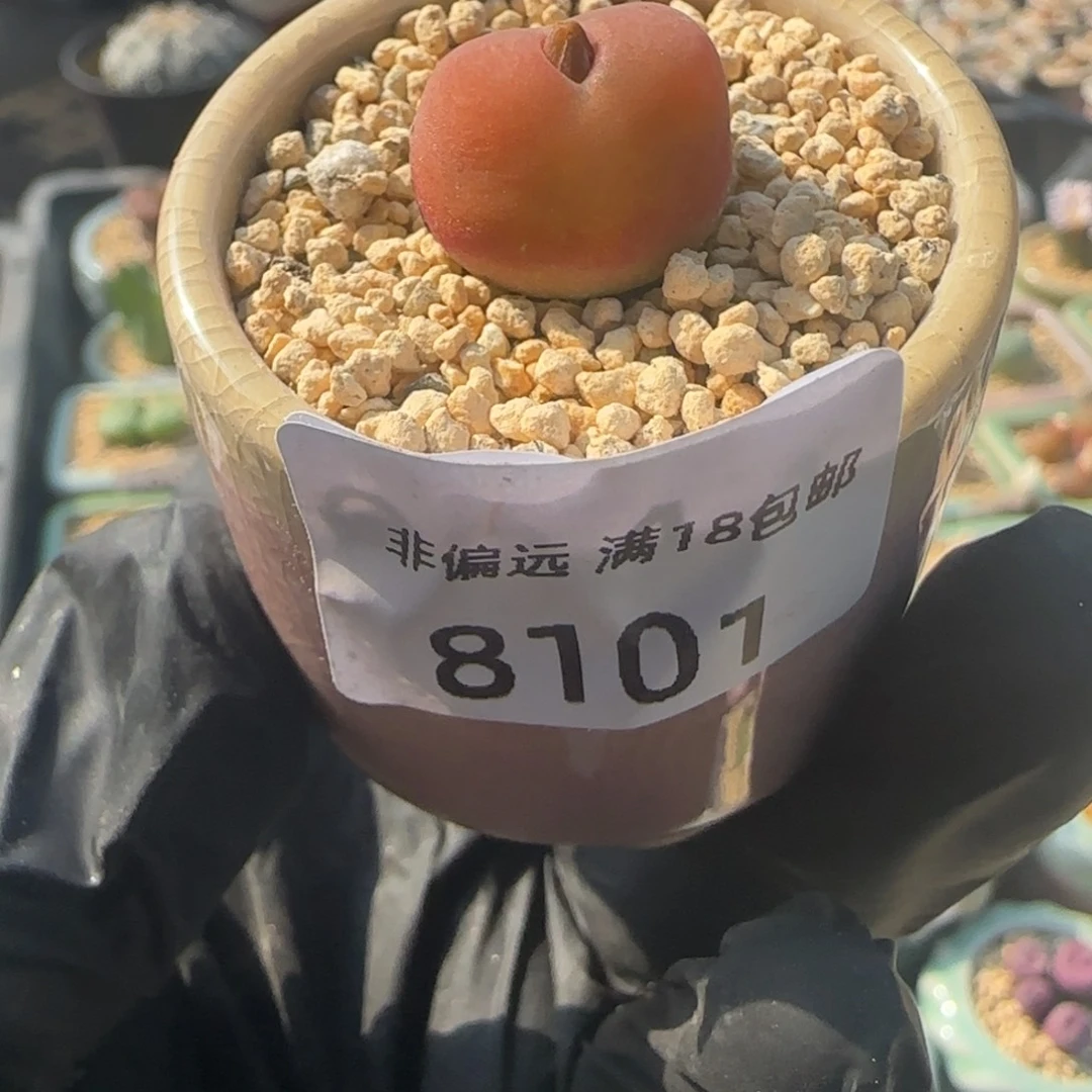 8101--一物一拍 带盆 水蜜桃