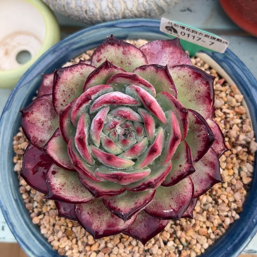 多肉精选编号0117.7