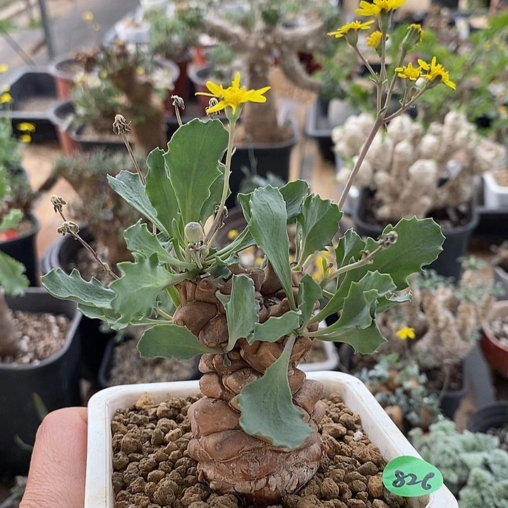 826蛮鬼塔厚敦菊一一一一一一一