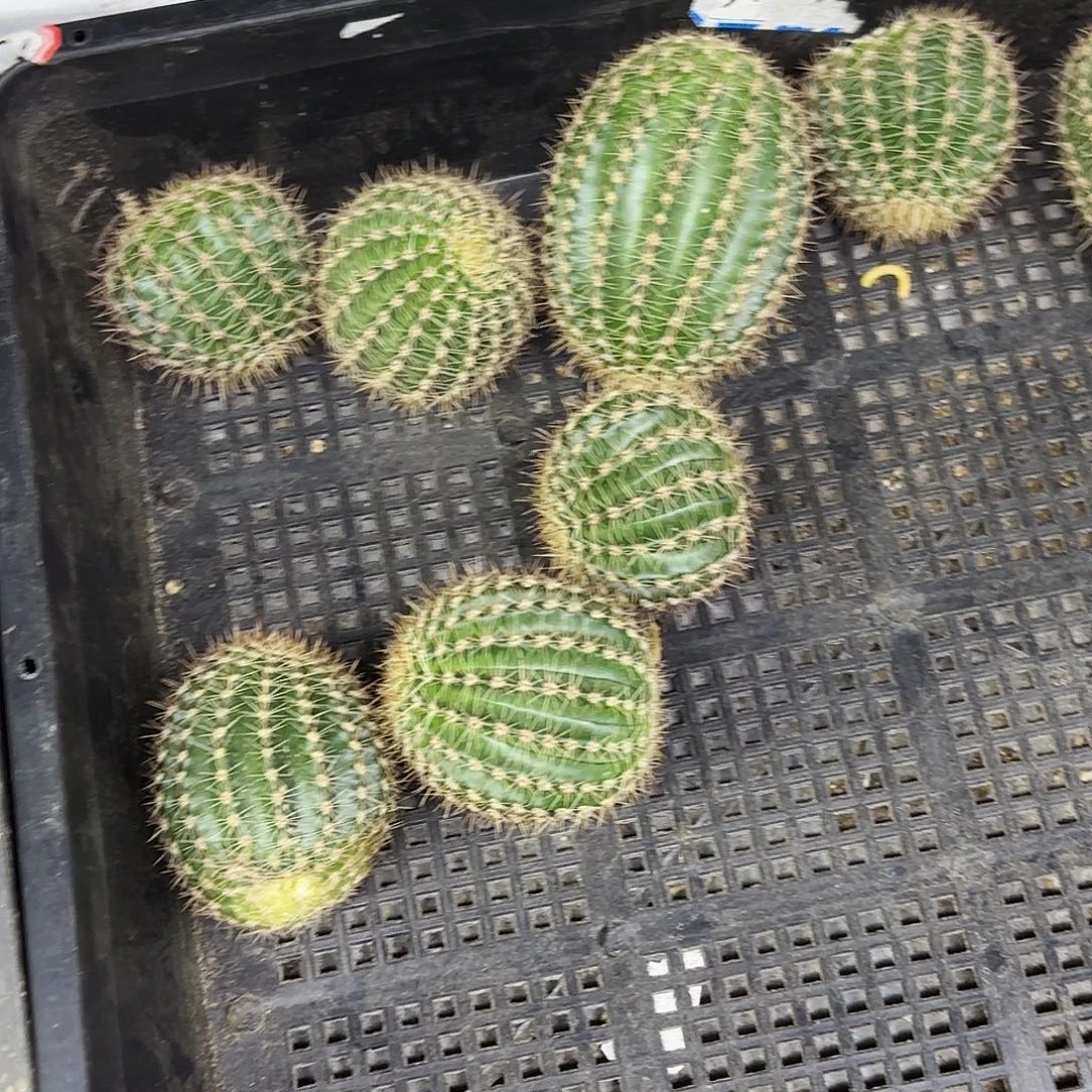 橙黄彩侧牙20包邮24