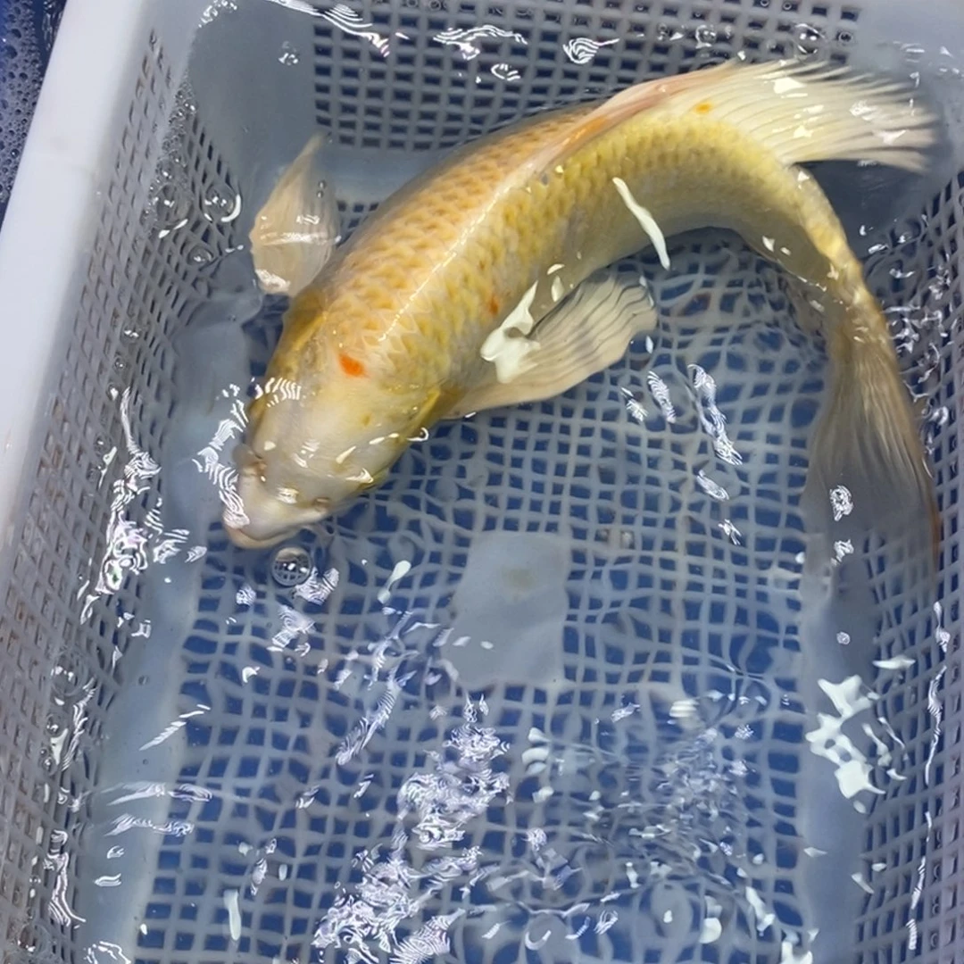 锦鲤冷水锦鲤包邮