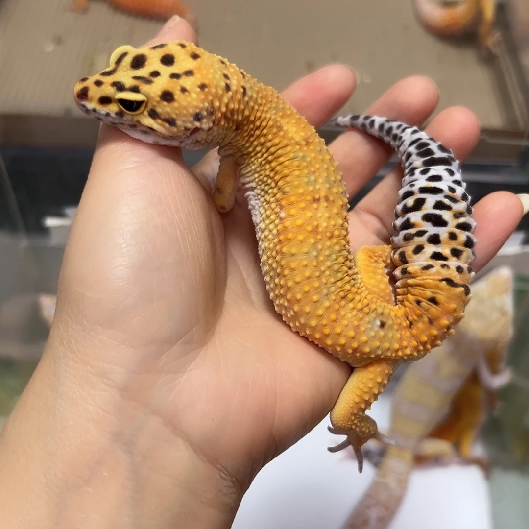 豹纹守宫豹纹守宫