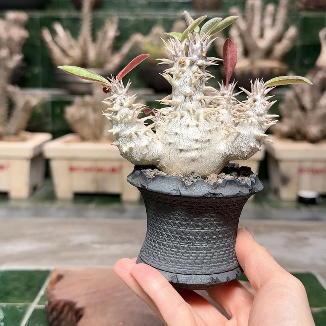 红陶惠比大黑 一物一拍26