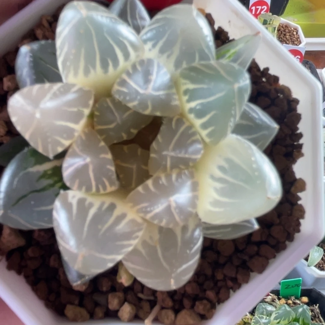 Oh3糊斑玉露锦多肉