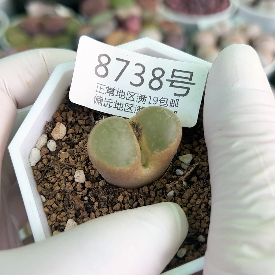 好养易活生石花大母本8738