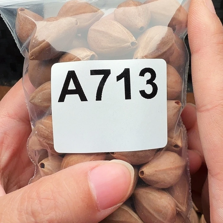 天***司橄榄核手串/手链橄榄