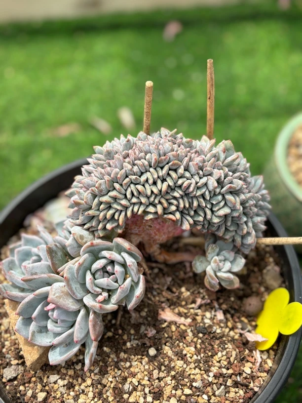 多肉植物一物一拍，石榴籽朵缀