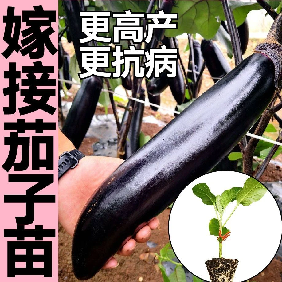 【高产抗病】发货嫁接紫把长茄苗长茄品种带土茄子带土茄子苗
