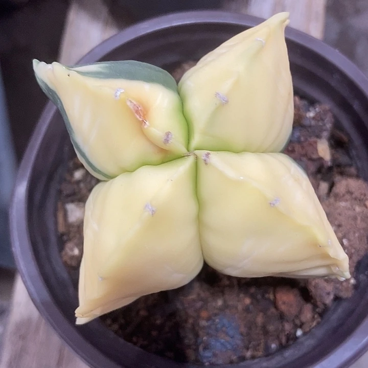 听**雨实生根鸾凤玉锦仙人球一物一拍