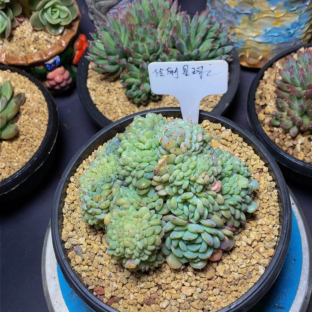 伶**球哈哈哈哈哈哈哈哈