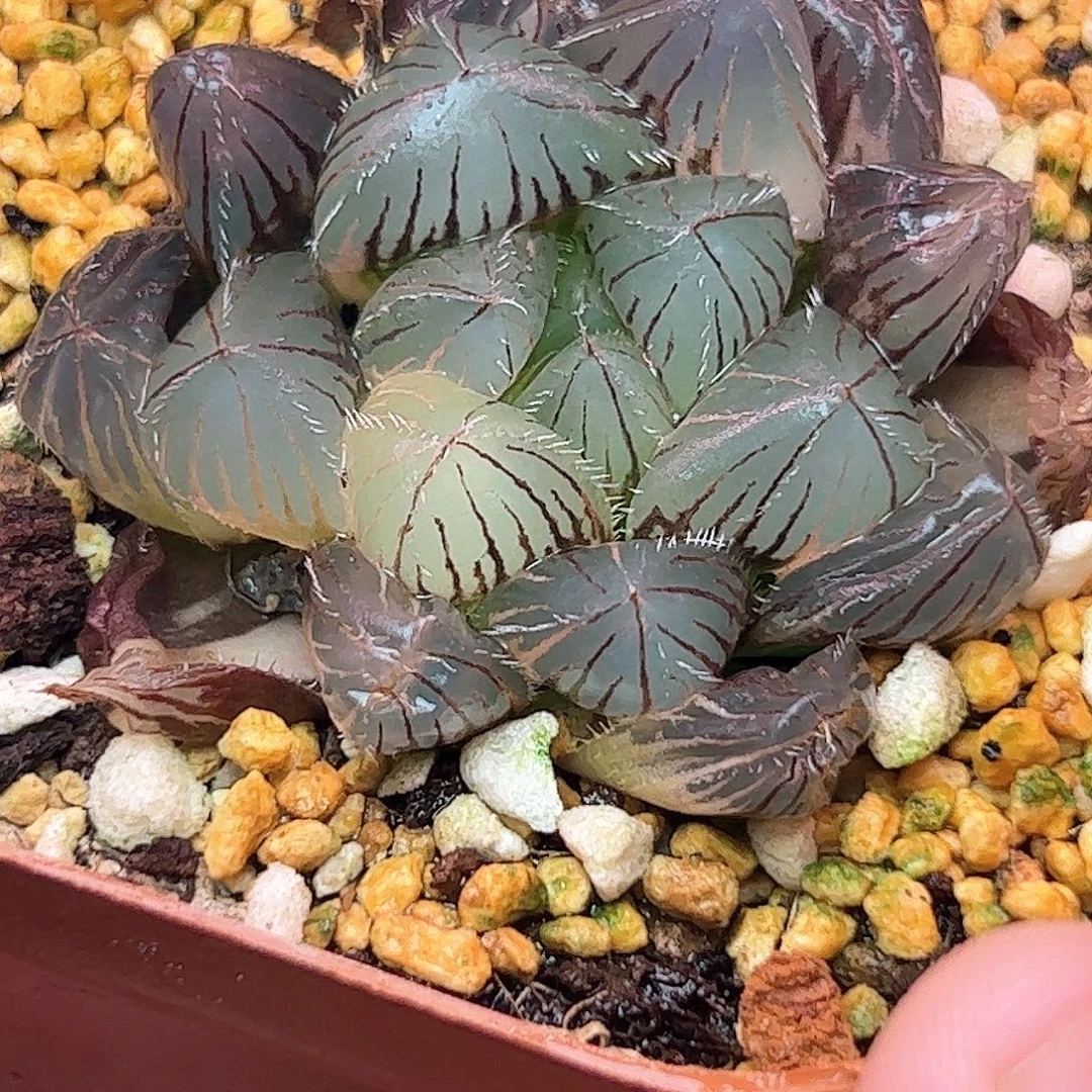 特大蓝镜锦十二卷