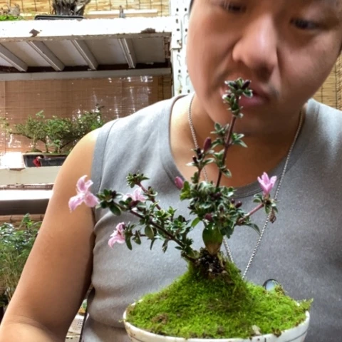 红陶一物一拍所见即所得11