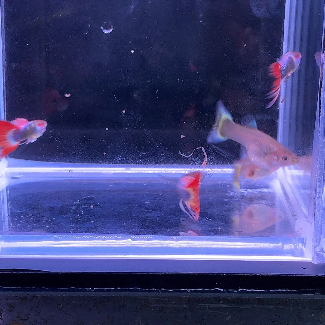 孔雀鱼五条荧光孔雀鱼