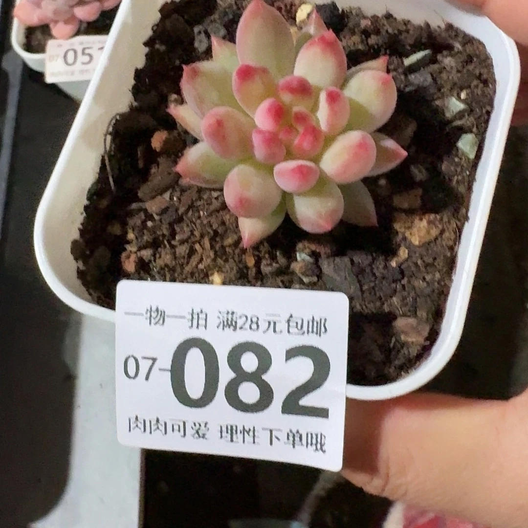 虞美人无盆土发货无盆