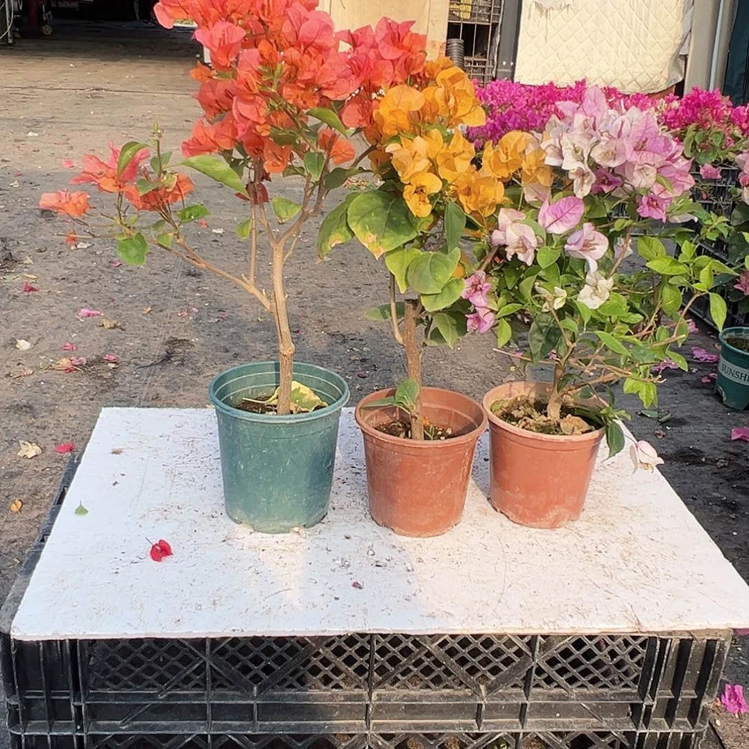 大部分花苞少量开放波妹，加州黄，雪紫组合