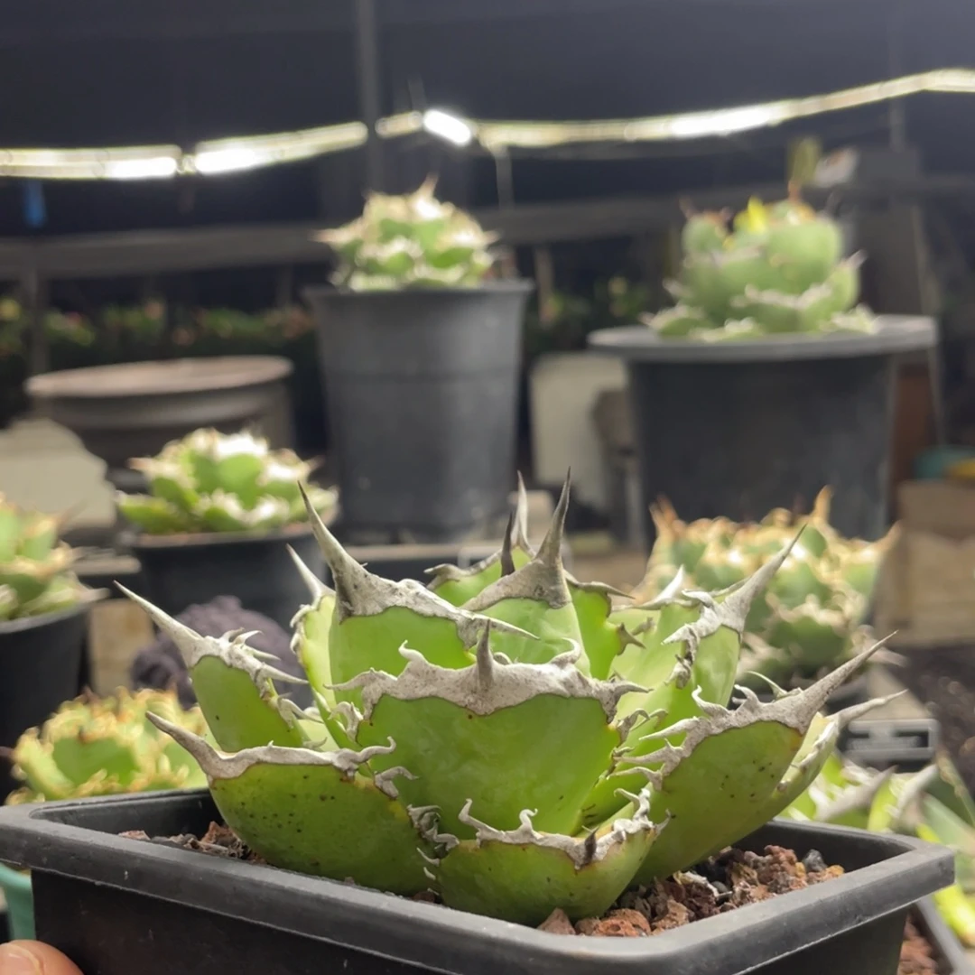 【闪购商品】阿修罗。