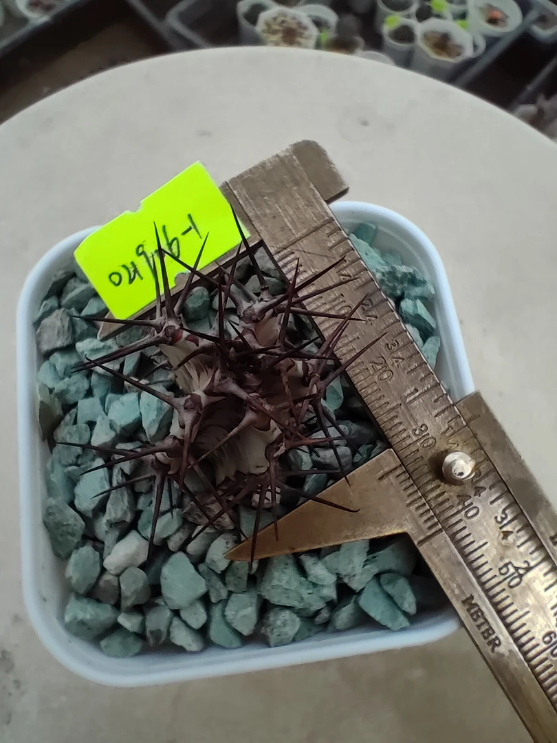 蝴蝶大戟，酷炫帅气