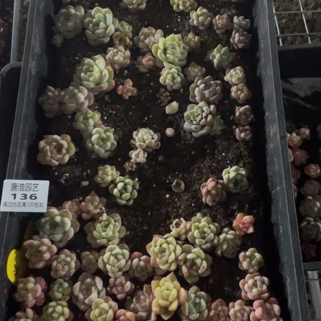 岁***安麦冰一物一拍136….