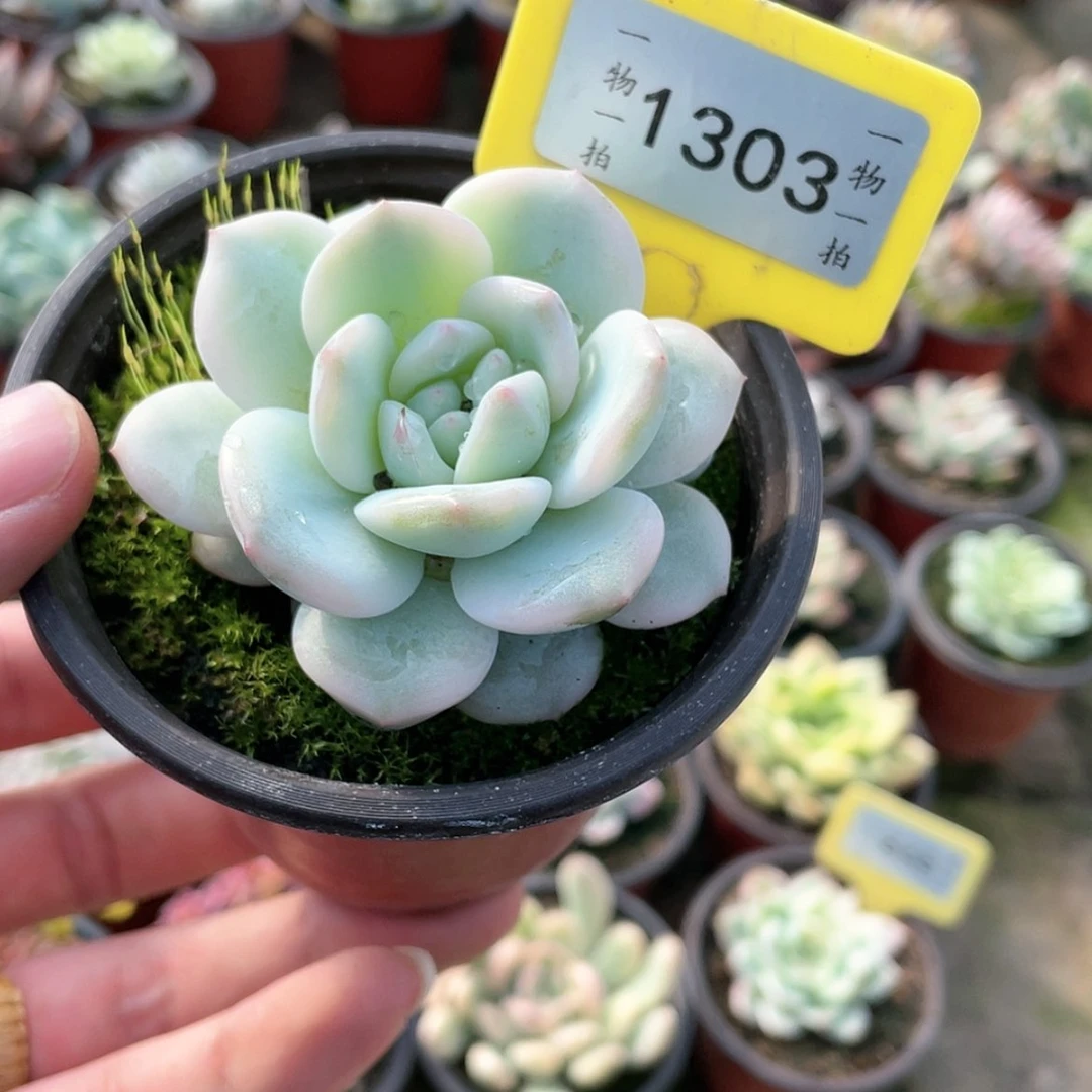 【闪购商品】1303号