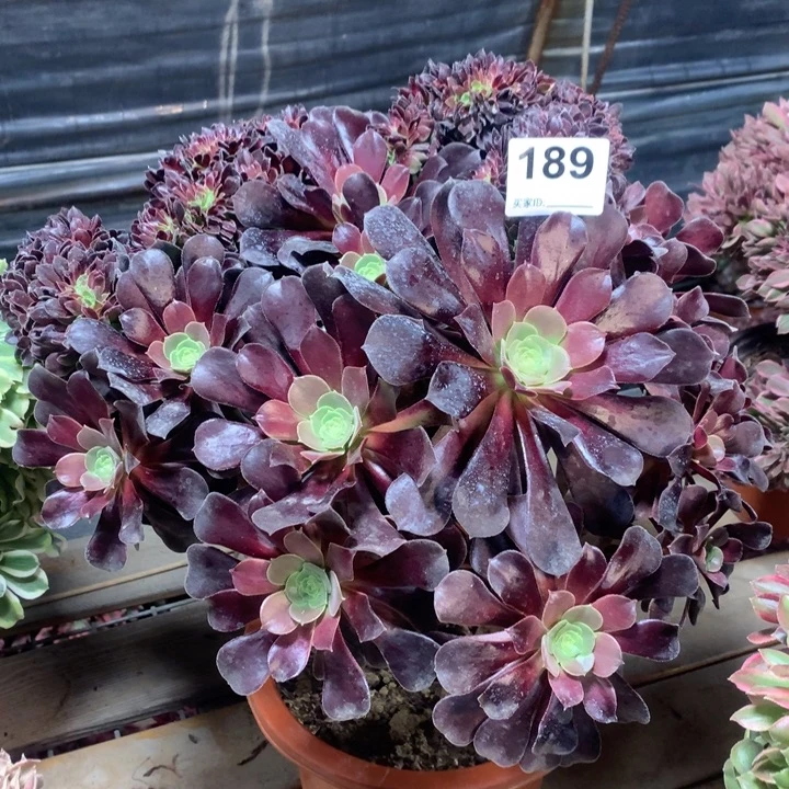 189欧紫缀多肉法师