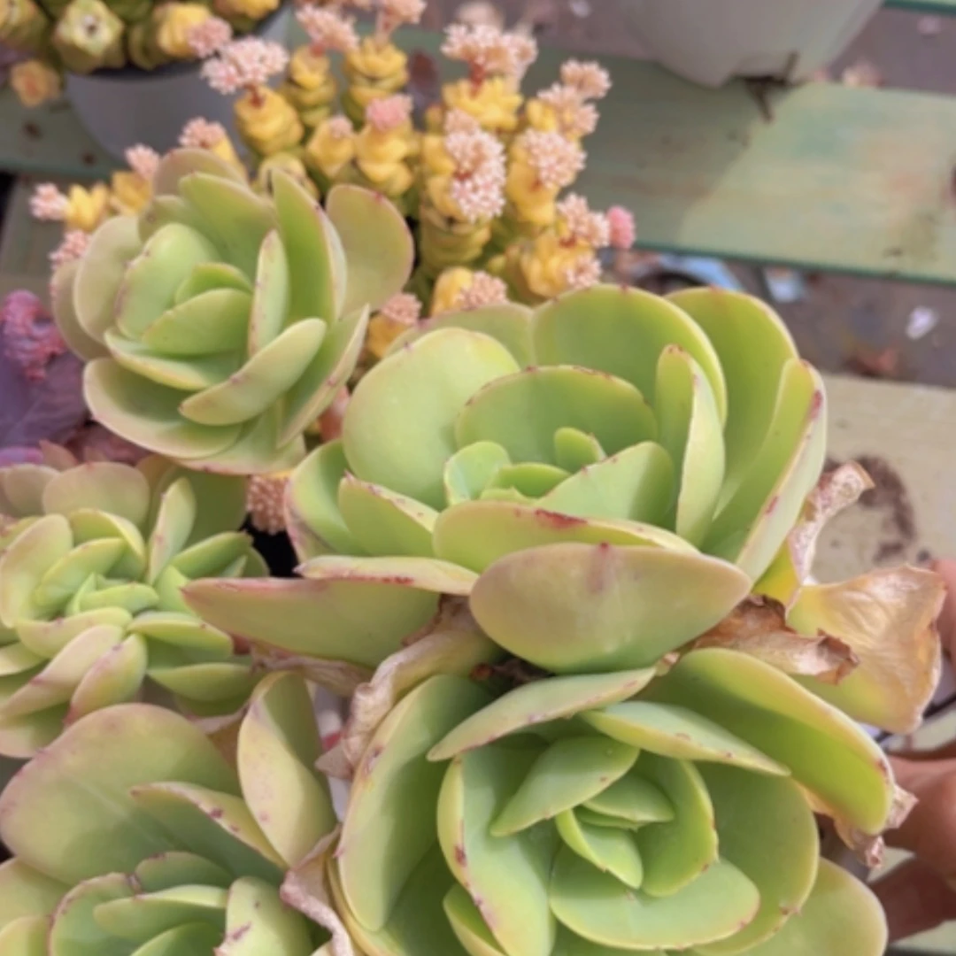 【闪购商品】碧桃带缀0868