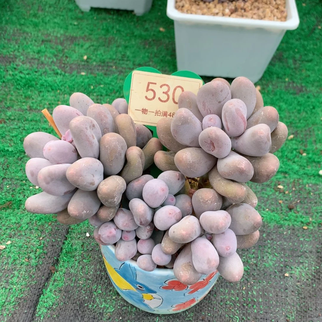 米可奶无砍微瑕疵530