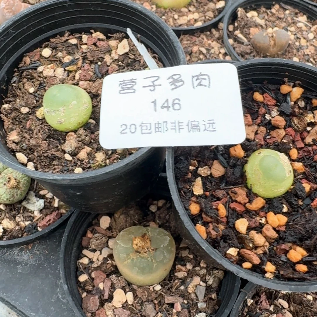 146带盆土发货两颗拉拉尺寸1.0以上