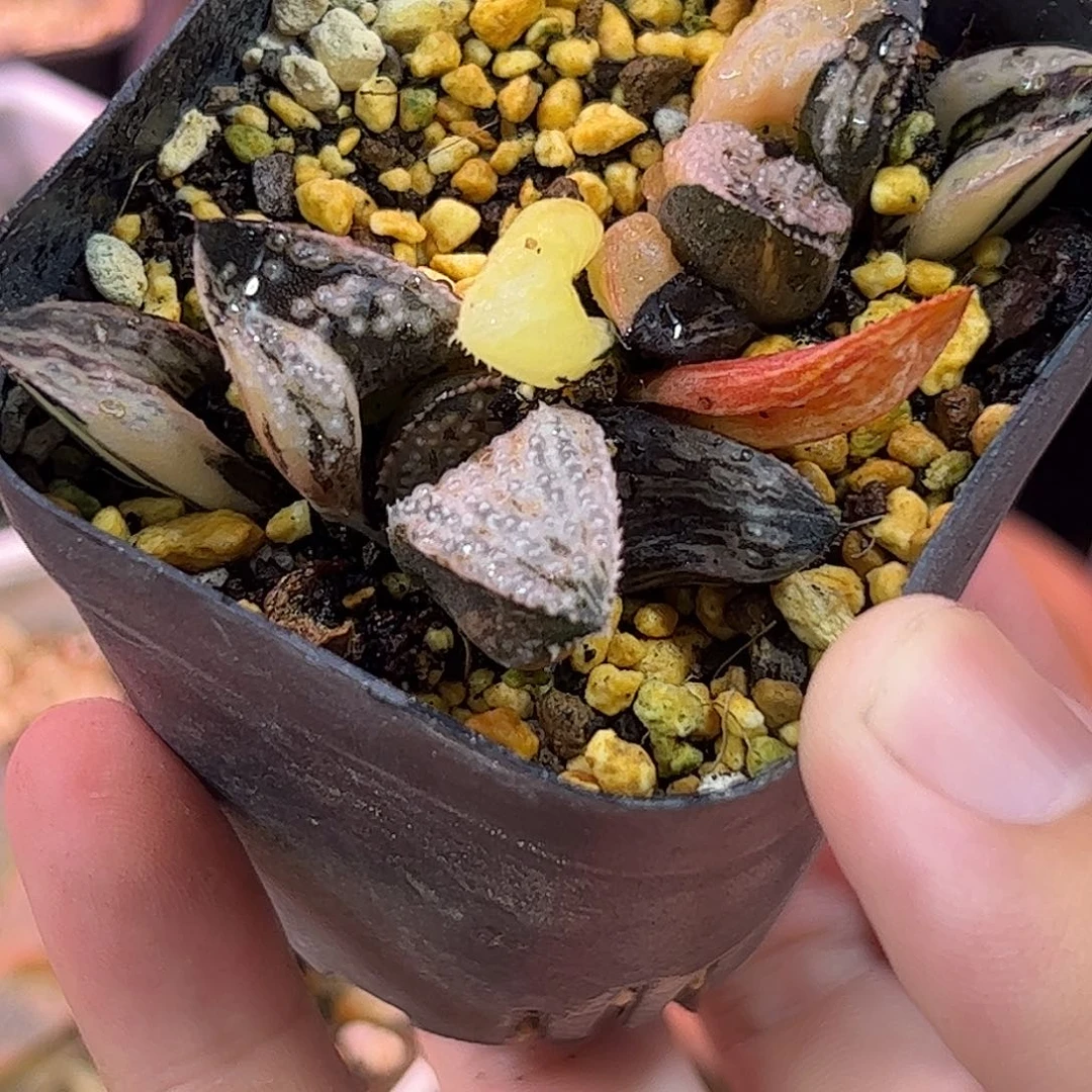 皇妃锦十二卷多肉植物公园
