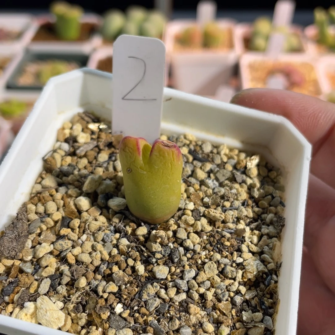 黄体少将植物一物一拍