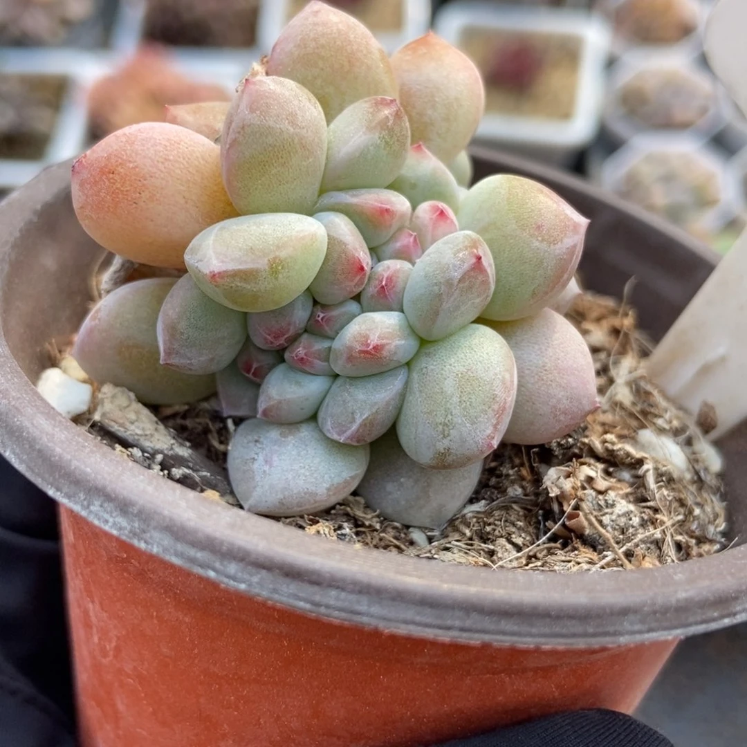 891石榴籽缀多肉植物保护