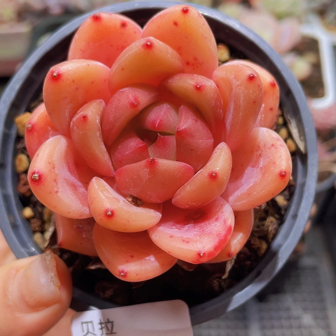 721 精品多肉一物一拍