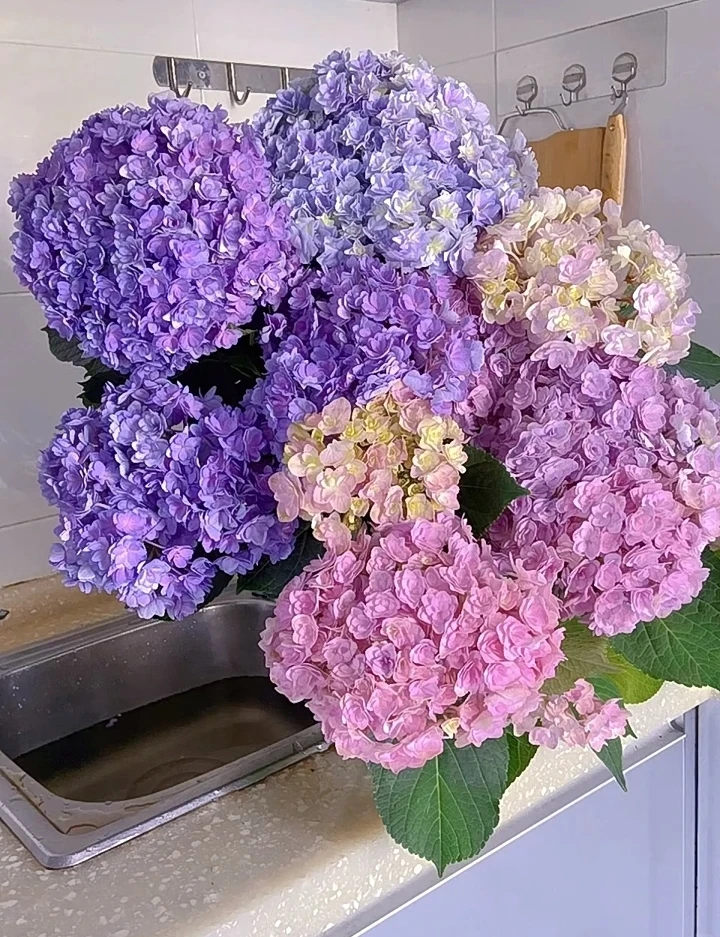 〖重瓣绣球〗绣球高品质/花期长/基地直发/家庭插花