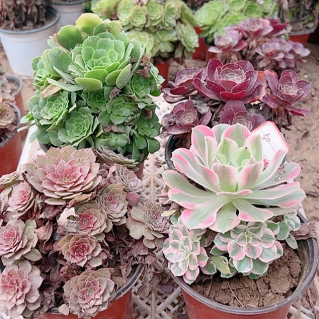 【闪购商品】无花朵@***…50号套餐4颗多肉植物