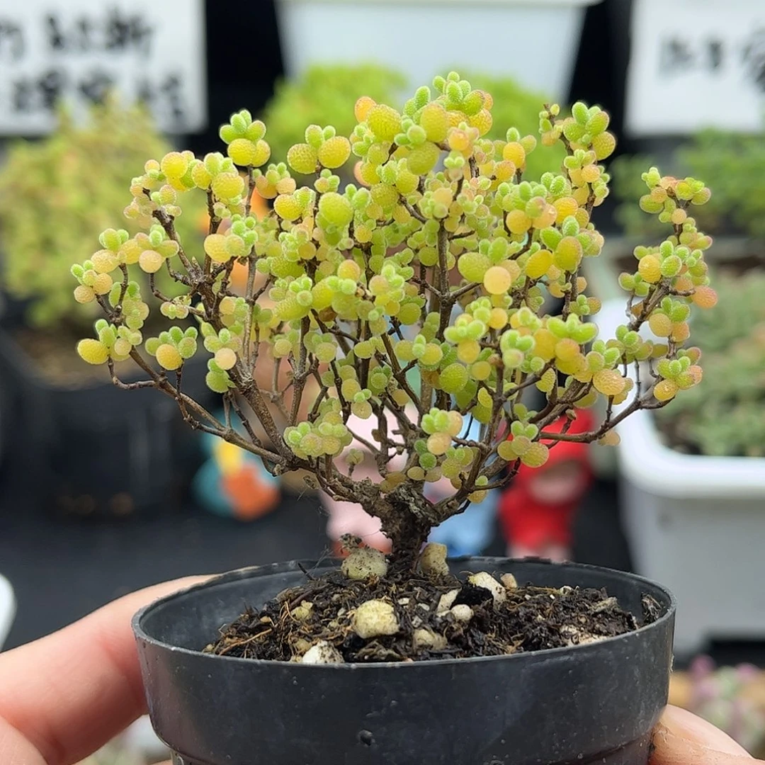 10蜜桔糖球优选枝干