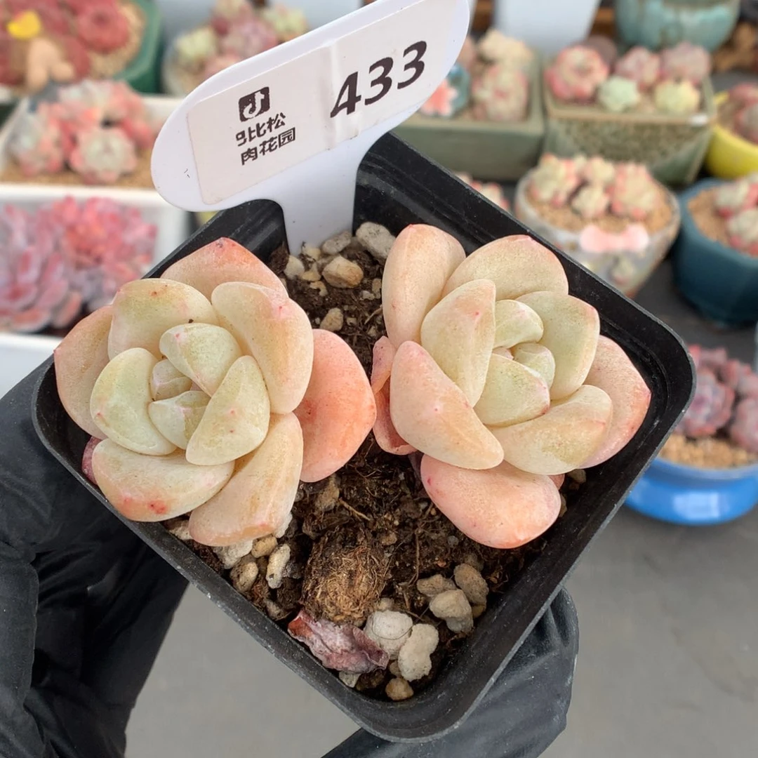 433 香槟体冰玉石化多肉