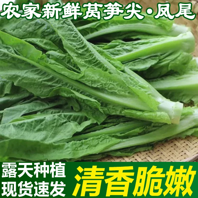 四川新鲜莴笋尖凤尾新鲜现摘现发农家自种蔬菜