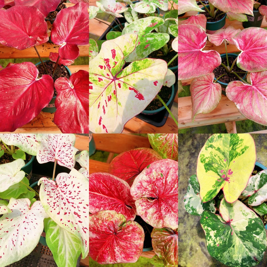 热带植物   备用   具体以直播间展示为准